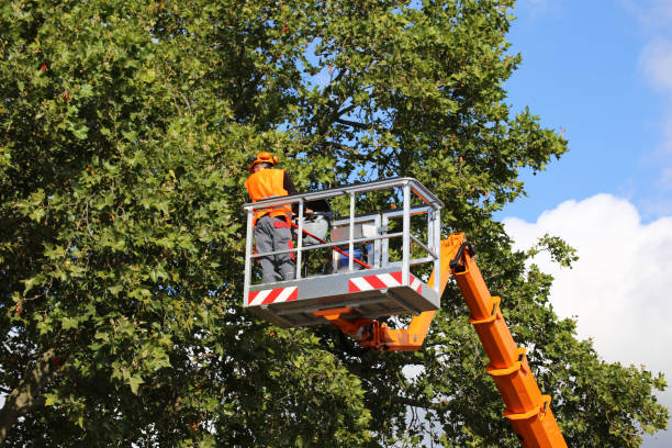 Best Affordable Tree Service  in Rainier, OR